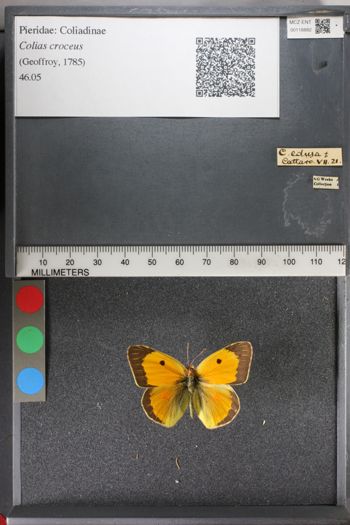 Media type: image;   Entomology 118882